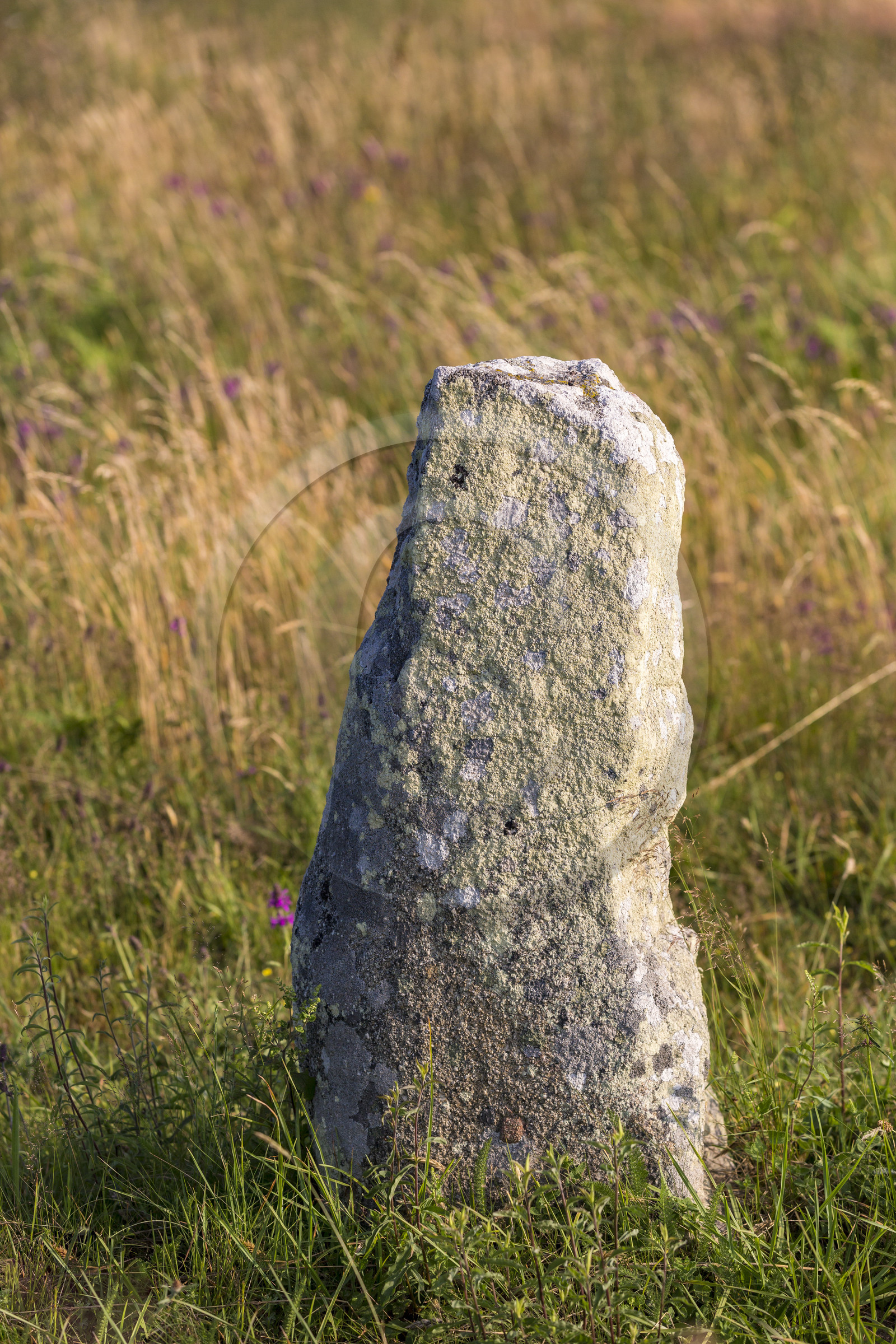 Les alignements de Kermario _ Carnac