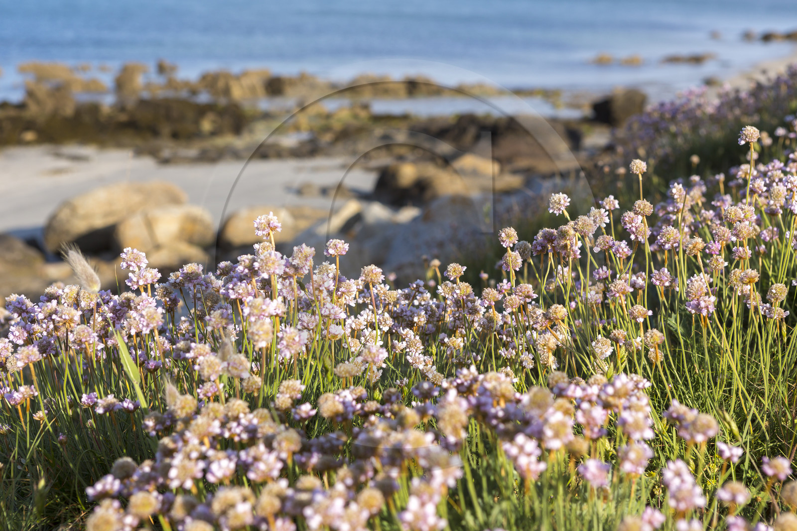 Coastal path in Carnac