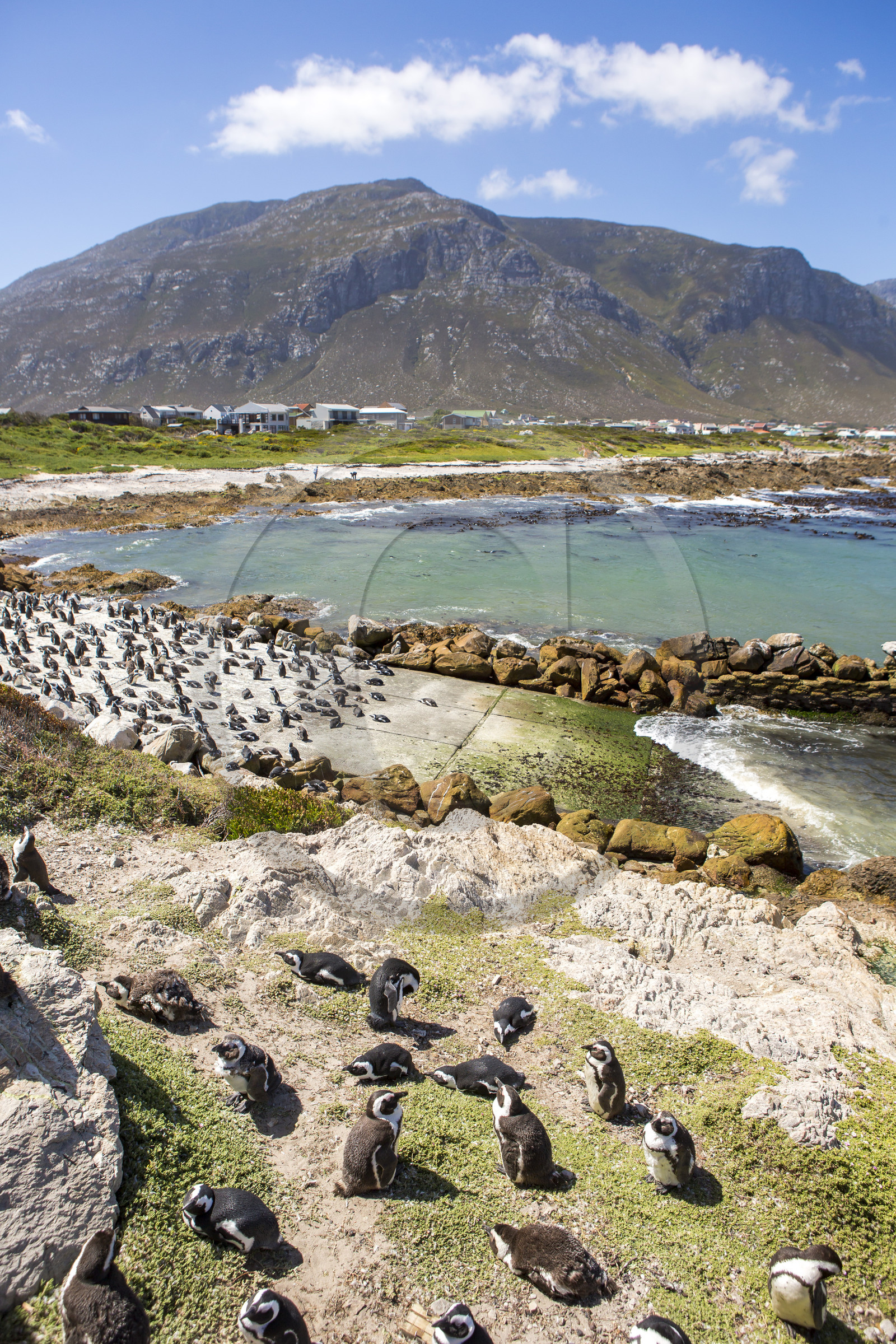 Betty's bay. Afrique du Sud