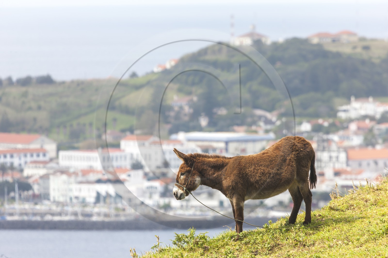 Âne _ Horta _ Faial _ Les Açores Âne _ Horta _ Faial _ Les Açores