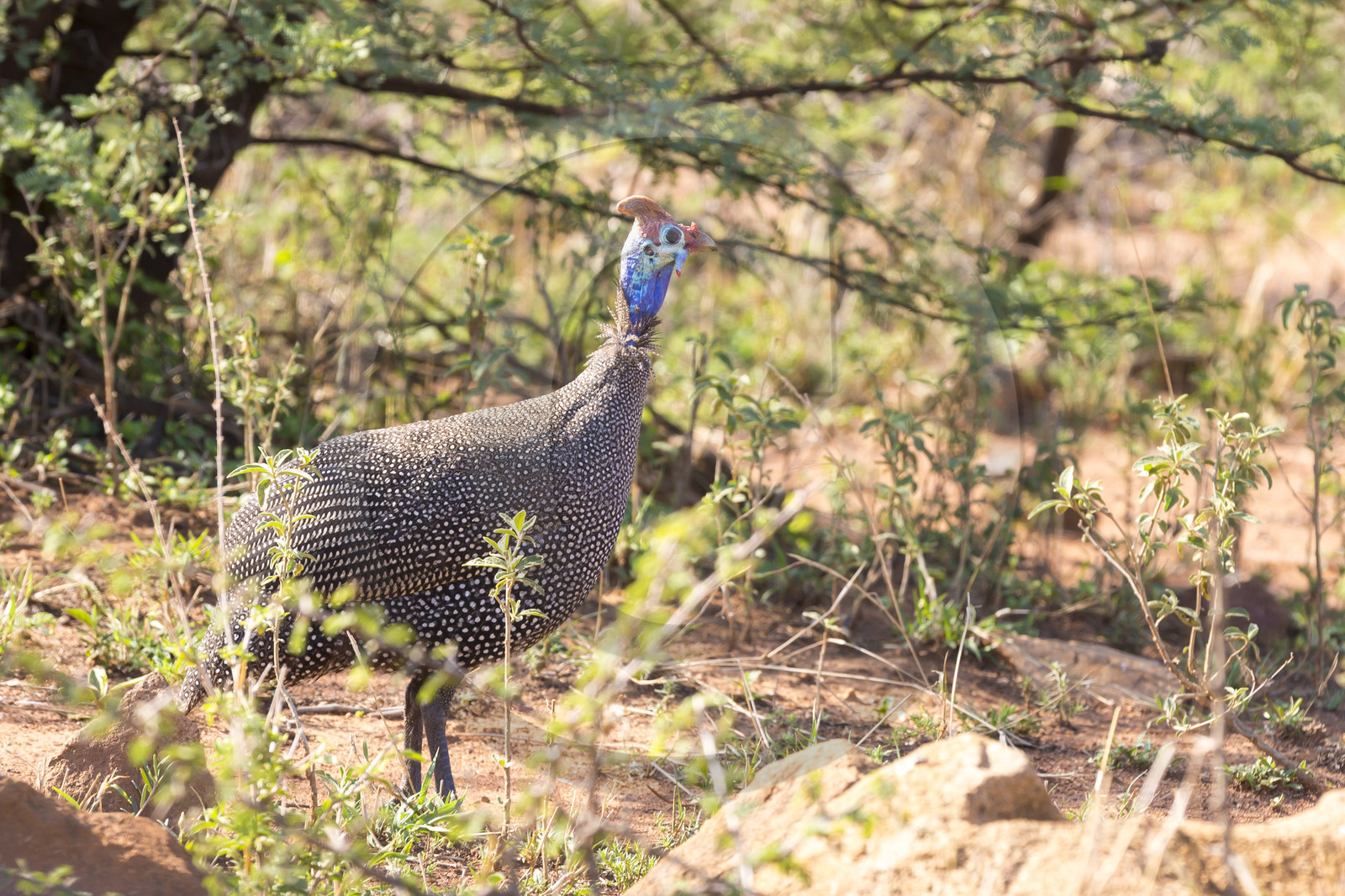 Pilanesberg National Park, Afrique du Sud Pilanesberg National Park, Afrique du Sud