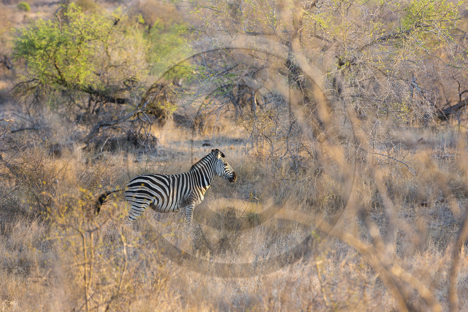 Zèbre_Parc Krüger, Afrique du Sud Zèbre_Parc Krüger, Afrique du Sud